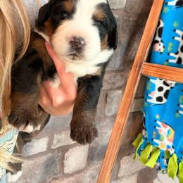 Karen Beverly - Tri-color female Bernese Mountain Dog puppy in Fort Meade, Florida from Baldwin Dood Ranch