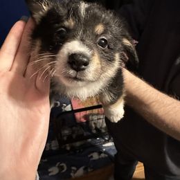 Girl 3 - Black and tan American Corgi puppy in Thomaston, Alabama from Waylon’s House of Corgis