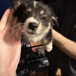 Girl 3 - Black and tan American Corgi puppy in Thomaston, Alabama from Waylon’s House of Corgis