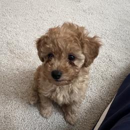 Poodle Puppies from ItalianToyPoodles