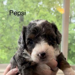 Bernedoodle Puppies from Blue Belle Hills Bernedoodles