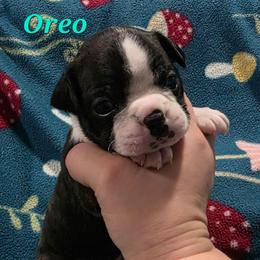Oreo - Black and white male Boston Terrier puppy in Columbus, Ohio from Bryn's AKC Bostons