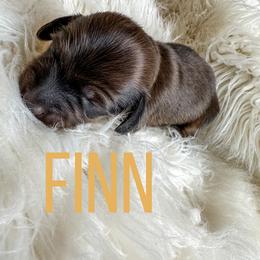 Dachshund Puppies from Itty Bitty Dachshunds