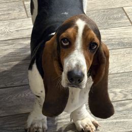 Charlie - Basset Hound