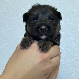 Solar - Black and red male German Shepherd puppy in Warwick, Rhode Island from Karma Kennels