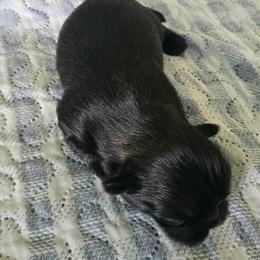 Shih Tzu Puppies from Lavender Lane Tzus
