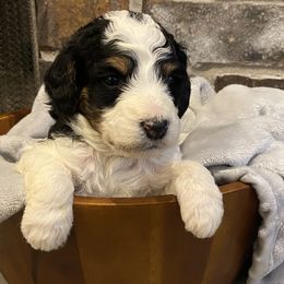 Boy 2 - Bernedoodle puppy in Lacey’s Spring, Alabama from Daisy's Doodles