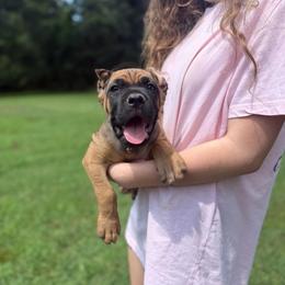 Yellow - Fawn male Cane Corso puppy in Opelousas, Louisiana from Azelees Cane Corso
