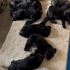 Flat-Coated Retriever puppies from Grand Mere Flat Coated Retrievers