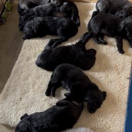 Flat-Coated Retriever puppies from Grand Mere Flat Coated Retrievers
