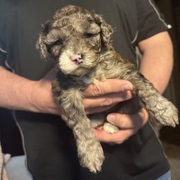 Lilac - Merle Cockapoo puppy in Fort Gibson, Oklahoma from Purser Puppy Patch