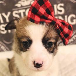 Kiara - Sable female Pembroke Welsh Corgi puppy in Saint John, Washington from Fuzzbutt Farm's Corgis