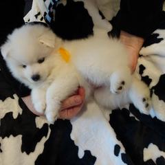 Boy 2 - American Eskimo Dog puppy in Redlands, Ca, Usa, California from Tribe of Aryelle