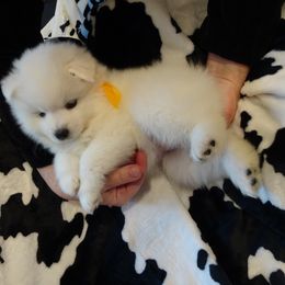 Boy 2 - American Eskimo Dog puppy in Redlands, Ca, Usa, California from Tribe of Aryelle