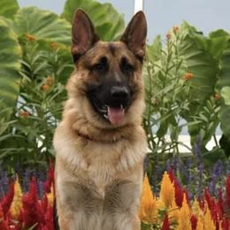 German Shepherds from Mjölnir German Shepherds