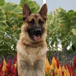 German Shepherds from Mjölnir German Shepherds