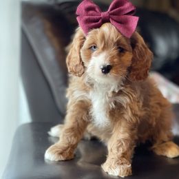 Cavapoo Puppies from Wednesday & Co