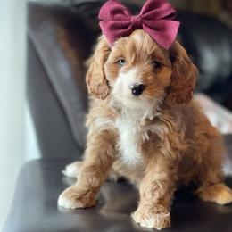 Cavapoo Puppies from Wednesday & Co