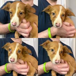 Male 2 - Sable male Border Collie puppy in Asheboro, North Carolina from Coble Kennels