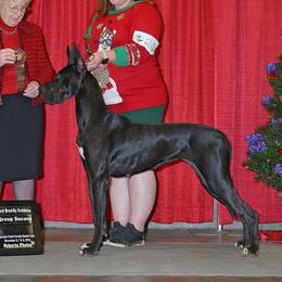 Great Danes from Evergreen Danes