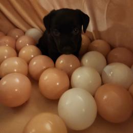 American Hunt Terrier Puppies from Sarah Holcombe