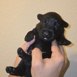 Female1 - Black female Scottish Terrier puppy in Conroe, Texas from Scotch McLaren Terriers
