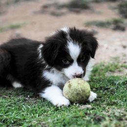 Miniature Australian Shepherd Puppies from Rockin D Mini Aussies
