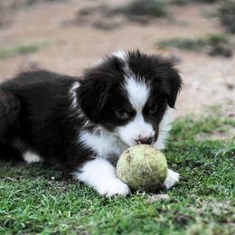 Miniature Australian Shepherd Puppies from Rockin D Mini Aussies