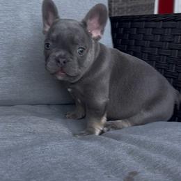 Lilac and Tan Boy (Blue Collar)(Truly x Drip) - Tricolors male French Bulldog puppy in Gulf Breeze, Florida from SW Frenchies
