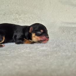 Benji - Black and tan male Yorkshire Terrier puppy in Blacksburg, South Carolina from Hess Pooches LLC