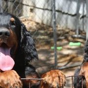 Gordon Setters from Andelle Farms