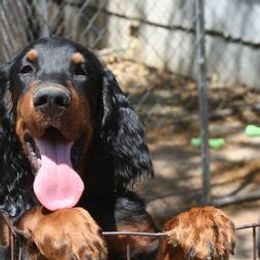Gordon Setters from Andelle Farms