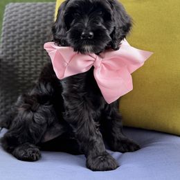 Mavis - Black female Goldendoodle puppy in Miami Dade County, Florida from Doodle Lovers