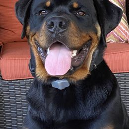 Border Collie and Rottweiler All Grown Up from KJB Kennels