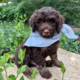 Spruce - Red male Aussiedoodle puppy in Chattanooga, Tennessee from Leafy Acre Mini Farm