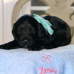 Teal- Black female - Black female Australian Labradoodle puppy in Milton, North Carolina from Good Day Doodles