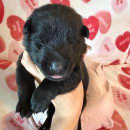 White Collar Black Boy - Black male German Shepherd puppy in Kissimmee, Florida from Pray Love Shepherd Kennels