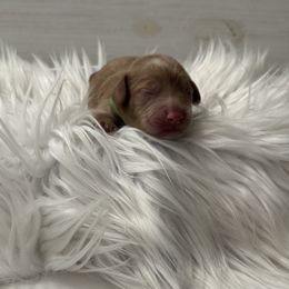 Cockapoo Puppies from Lucy Trevino-Garibay