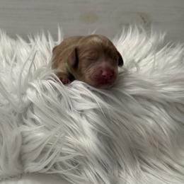 Cockapoo Puppies from Lucy Trevino-Garibay