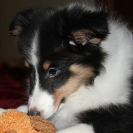 Shetland Sheepdogs from Stafford Shelties