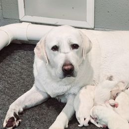 Aspen - Labrador Retriever
