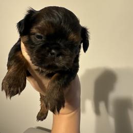 Boy 6 - Red male Shih Tzu puppy in Spring, Texas from Precious Tzu Crew
