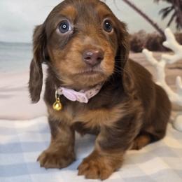 Pink female - Chocolate and tan female Dachshund puppy in Romney, Indiana from Brown's Valley Dachshunds