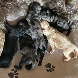 Male 4 - Black male Goldendoodle puppy in Greenville, South Carolina from Law Doodles of SC