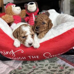 Poodle puppies from Cedar Falls Toy Poodles