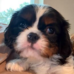 Baby B - Tri-color female Cavalier King Charles Spaniel puppy in Goochland, Virginia from Cavaliers For You
