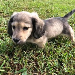 Dachshunds from Cheryls Doxies