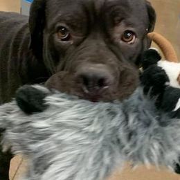 Cane Corso, German Shepherds, and Rottweilers from Tribal K9