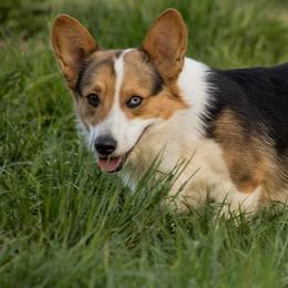Pembroke Welsh Corgi All Grown Up from T4 Farms