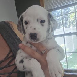 Freedom - White black and tan male Dalmatian puppy in Janesville, Wisconsin from Legacy Dalmatians